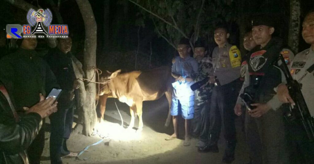 Kejar dan Tembak Maling Sapi, Peluru Tim Cobra Mleset