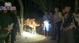 Tim Cobra Polres Lumajang berhasil gagalkan pencurian sapi.