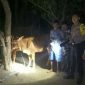 Tim Cobra Polres Lumajang berhasil gagalkan pencurian sapi.