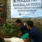 Proses penyembelihan hewan qurban oleh PWI Bangkalan