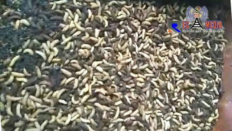 Maggot