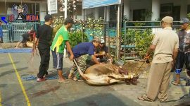 Panitia pembagian hewan qurban tengah melakukan penyembelihan sapi.