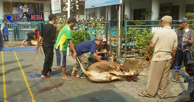 Panitia pembagian hewan qurban tengah melakukan penyembelihan sapi.