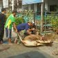 Panitia pembagian hewan qurban tengah melakukan penyembelihan sapi.