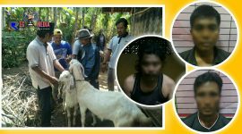 Barang bukti berupa kambing dan pelaku diamankan petugas Polres Lumajang.