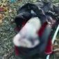Mayat bayi mulai membusuk dan terbungkus tas ransel warna hitam.