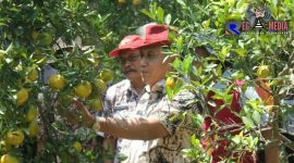 Wakil Bupati Pati (Saiful Arifin) saat memetik buat jeruk di perkebunan jeruk di Desa Soneyan, Kecamatan Margoyoso.