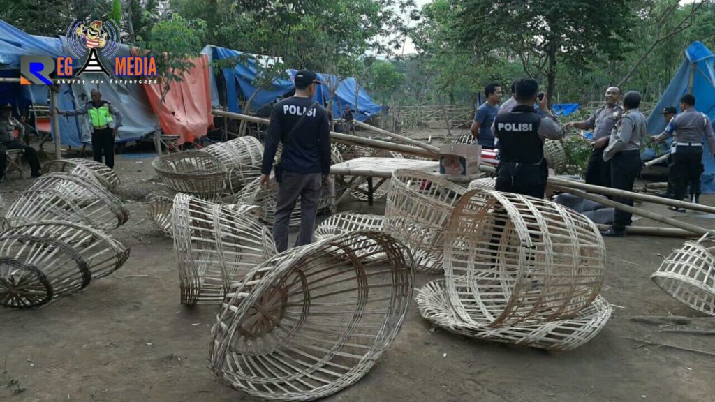 Polisi Grebek dan Bongkar Tempat Sabung Ayam di Lumajang