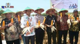 Foto bersama pada saat panen raya jagung inovasi UTM di Desa Duko Tambin