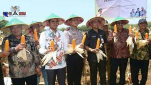 Bupati Bangkalan Bersama Rektor UTM Panen Raya Jagung Inovasi Unggulan