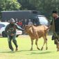 Situasi saat berlangsungnya Tim Cobra Polres Lumajang simulasi pencurian sapi (curanwan) dalam lomba demo standart kemampuan fungsi Reskrim di Mapolda Jatim.