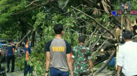 Anggota TNI, Tim TRC dan Satpol PP terlihat tengah membersihkan pepohonan yang tumbang ke jalan raya.