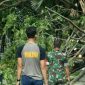 Anggota TNI, Tim TRC dan Satpol PP terlihat tengah membersihkan pepohonan yang tumbang ke jalan raya.
