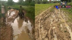 Mirip Sawah, Jalan Kabupaten di Batuporo Timur Ditanami Pohon Pisang