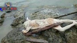 Sosok mayat yang ditemukan warga di pinggir laut di wilayah Kecamatan Ketapang, Sampang, Madura. 