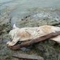Sosok mayat yang ditemukan warga di pinggir laut di wilayah Kecamatan Ketapang, Sampang, Madura. 
