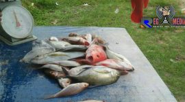 Ikan hasil tangkapan nelayan. 
