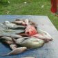 Ikan hasil tangkapan nelayan. 