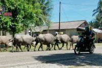 Terlihat beberapa pengguna jalan menghindari dari sejumlah kerbau yang menguasai ruas jalan. 