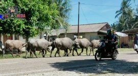 Terlihat beberapa pengguna jalan menghindari dari sejumlah kerbau yang menguasai ruas jalan. 