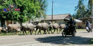 Sejumlah Kerbau Jalan Santai Diruas Jalan Nasional Aceh Selatan
