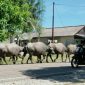 Terlihat beberapa pengguna jalan menghindari dari sejumlah kerbau yang menguasai ruas jalan. 