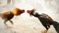 Judi Sabung Ayam di Desa Ganjarsabar Kabupaten Bandung Digrebek
