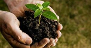 40 Ribu Bantuan Bibit Pohon Bakal Hiasi RTH Sampang