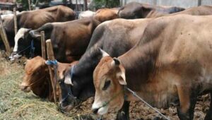 Pemkab Sampang Anggarkan 14 Hewan Qurban, 1 Ekor Ada Yang Rp 45 Juta