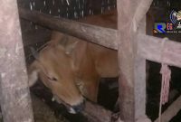 Salah satu sapi milik warga Desa Kendeban, Tanah Merah, Bangkalan. 