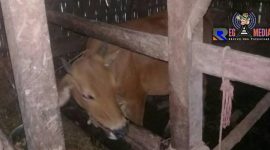 Salah satu sapi milik warga Desa Kendeban, Tanah Merah, Bangkalan. 