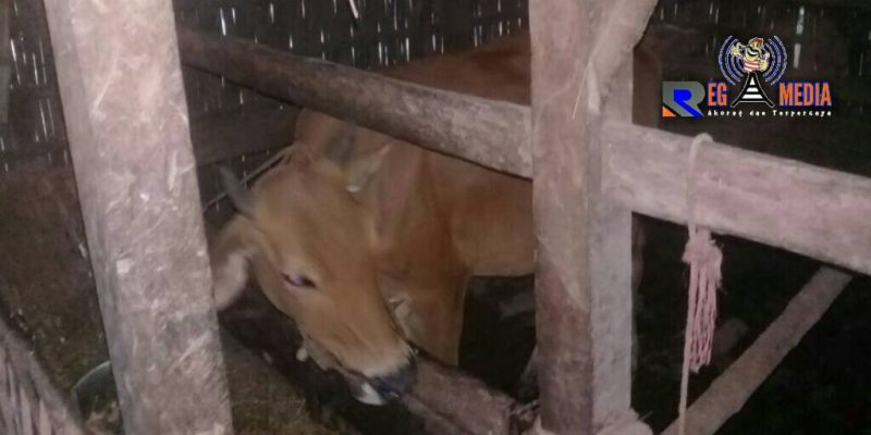 Salah satu sapi milik warga Desa Kendeban, Tanah Merah, Bangkalan. 