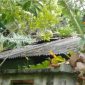 Tampak atap rumah warga Gampong Gunung Cut rusak akibat angin kencang. 