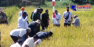 Hasil Panen Padi di Cimahi Meningkat, Setelah Pakai Jamu