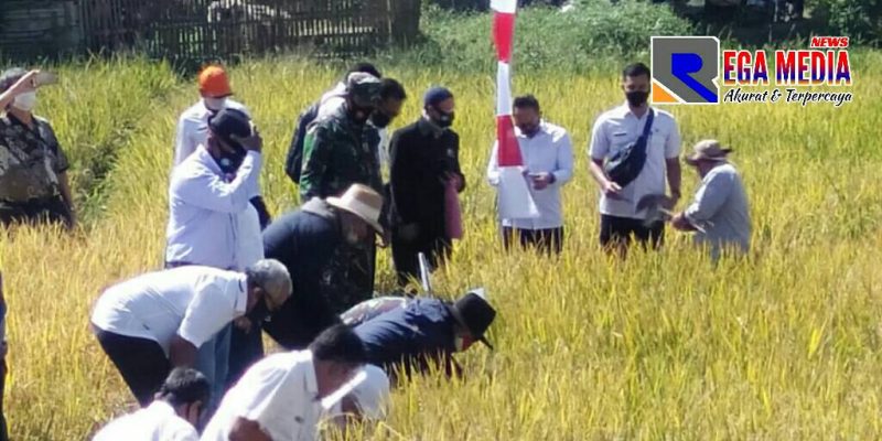 Walikota Cimahi secara simbolis saat panen padi bersama kepala dinas terkait.
