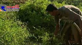 Petani cabe di Desa Tragih, Sampang, mengamuk dan membabat habis tanaman cabenya.