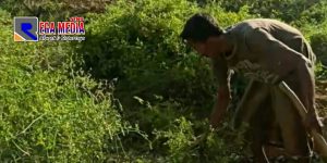 Harga Anjlok, Petani di Sampang Babat Habis Tanaman Cabe Seluas 1 Hektar