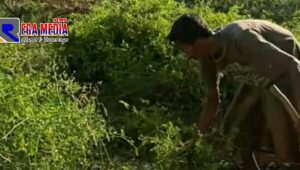 Harga Anjlok, Petani di Sampang Babat Habis Tanaman Cabe Seluas 1 Hektar