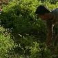 Petani cabe di Desa Tragih, Sampang, mengamuk dan membabat habis tanaman cabenya.