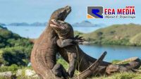 KLHK Bakal Mengawasi Soal Proyek ‘Jurassic Park’ di Daerah Konservasi Komodo NTT