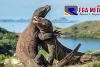Komodo Pulau Rinca, NTT (Foto Antara) 