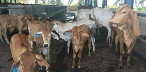 DPRD Sampang Minta Masyarakat Awasi Bantuan Puluhan Ekor Sapi Terhadap 4 Poktan