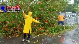 Tim dari BPBD Pamekasan saat membersihkan pohon yamg tumbang ke jalan raya.