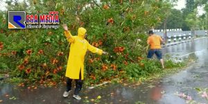 Musim Hujan Rawan Pohon Tumbang, Perhatikan Imbauan BPBD Pamekasan