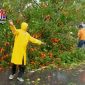 Tim dari BPBD Pamekasan saat membersihkan pohon yamg tumbang ke jalan raya.