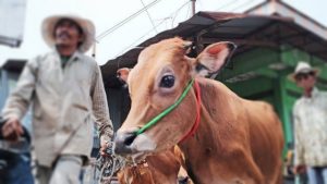 Khawatir Dihilangkan, 40 Ekor Sapi Bantuan di Sampang Akan Ditandai Permanen