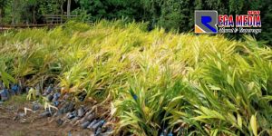 Proyek Pengadaan Bibit Untuk Petani Aceh Selatan Terindikasi Bermasalah