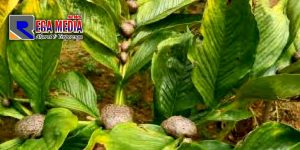 Miliki Nilai Ekonomis Tinggi, Pemkab Pamekasan Mulai Lirik Budidaya Tanaman Porang