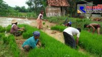 Petani di Sampang Dijatah Satu Sak Pembelian Pupuk Subsidi