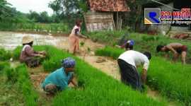 Petani di wilayah Kecamatan Robatal, Sampang, tengah menanam bibit tanaman padi.